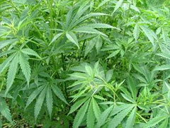 cannabis_copy3.jpg