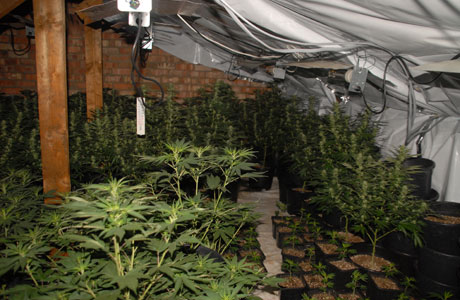 cnl_cannabis_farm_copy2.jpg