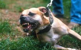 cnl_pitbull_type.bmp