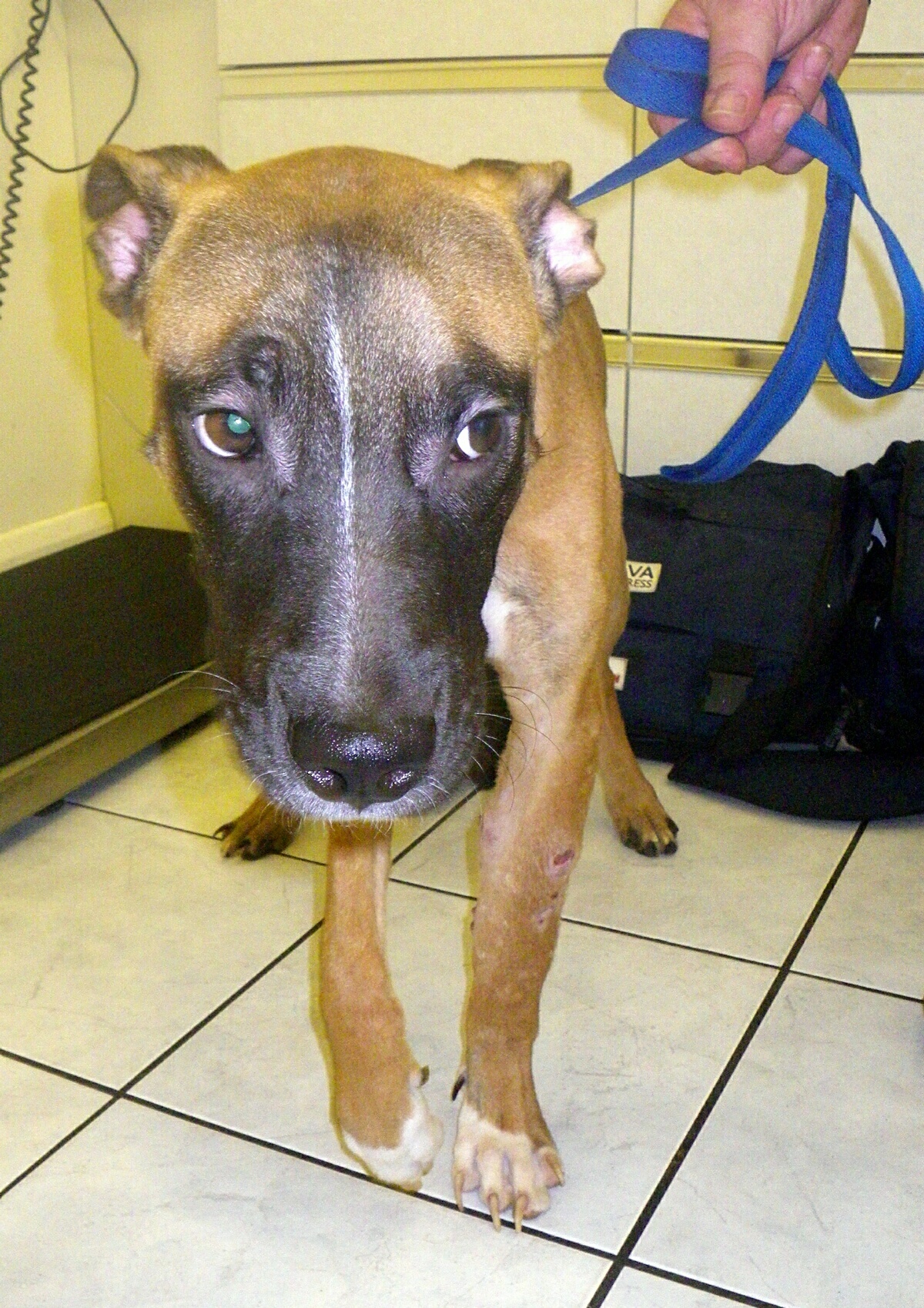 cnl_taser_dog_1.jpg